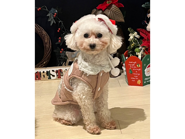 モデル犬を卒業したオハナちゃん♪